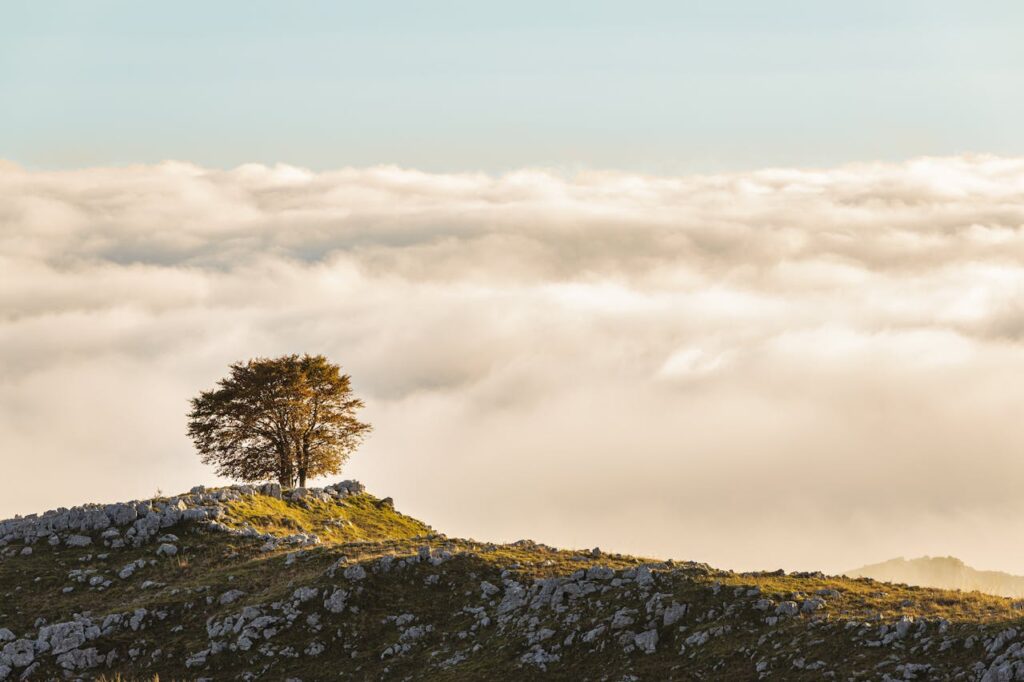 Albero solitario Monte Pizzoc